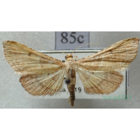 Endotricha flammealis (Denis & Schiffermüller, 1775) Czech85c